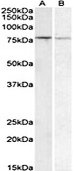 Goat anti-BACH1 (aa250-263) Antibody