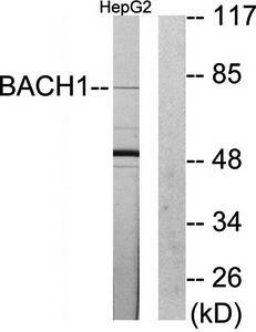 BACH1 Antibody