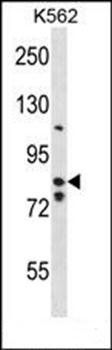 BACH2 antibody