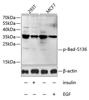 Bad (Phospho-S136) antibody