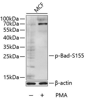 Bad (Phospho-S155) antibody