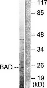 BAD (Cleaved-Asp71) antibody