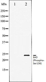 BAD (Phospho-Ser136) antibody