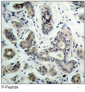 BAD (Phospho-Ser136) Antibody