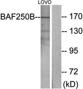 BAF250B antibody