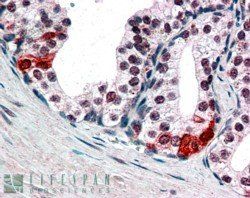 Goat anti-BAF57 / SMARCE1 Antibody