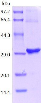 BAFF-M protein