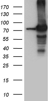 BAFF (TNFSF13B) antibody