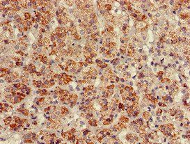BAG4 Antibody