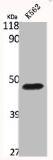 BAG4 antibody