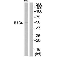 BAG4 antibody