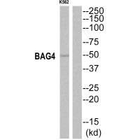 BAG4 Antibody