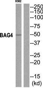 BAG4 antibody