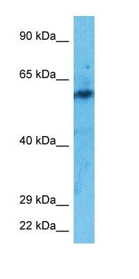BAG5 antibody