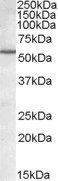 Goat anti-BAG5 Antibody