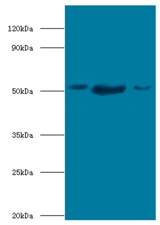 BAG family molecular chaperone regulator 5 antibody (Biotin)