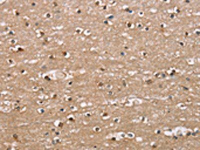 BAI2 Antibody