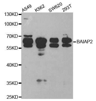 BAIAP2 antibody