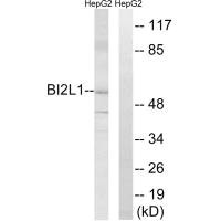 BAIAP2L1 antibody