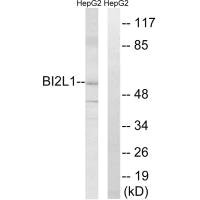 BAIAP2L1 Antibody