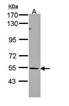 BAIAP2L1 antibody