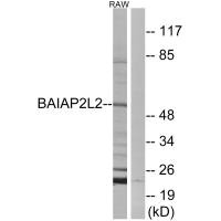BAIAP2L2 antibody