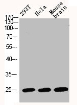 BAK1 Antibody