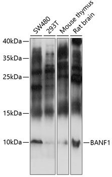 BANF1 antibody