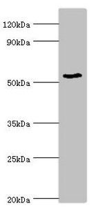 BANP antibody