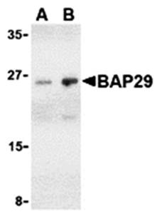 BAP29 Antibody