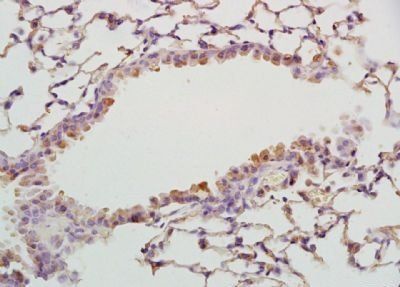 BAP31 antibody