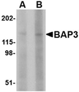 BAP3 Antibody