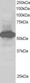 SIL1 antibody