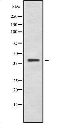 BARHL2 antibody