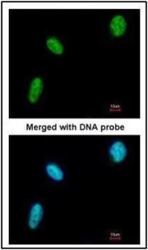 BAT1 antibody [N1C3]