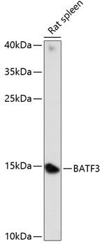 BATF3 antibody