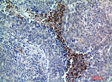 BATF3 Antibody
