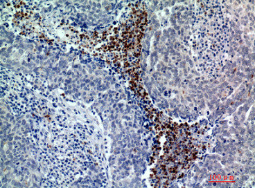 BATF3 antibody