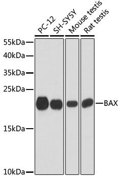 BAX antibody