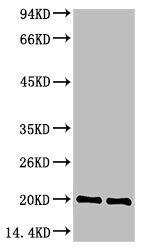 BAX Monoclonal Antibody
