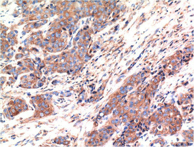 BAX Monoclonal Antibody