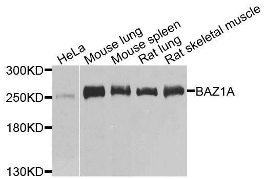 BAZ1A antibody