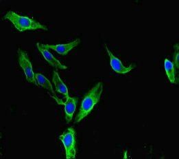BAZ2A Antibody