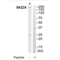 BAZ2A antibody