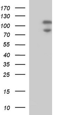 BBOX1 Antibody