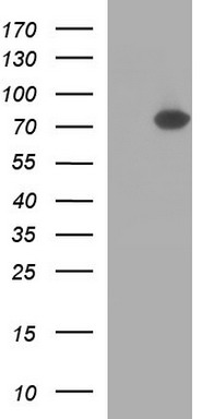 BBOX1 Antibody