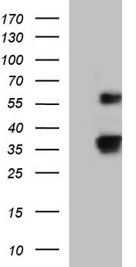 BBOX1 Antibody