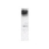 BBOX1 Antibody
