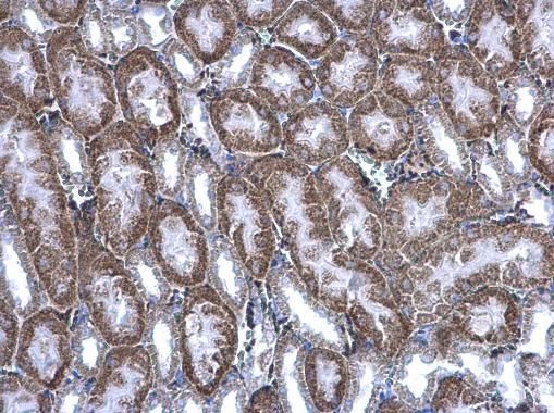 BBOX1 Rabbit Polyclonal Antibody