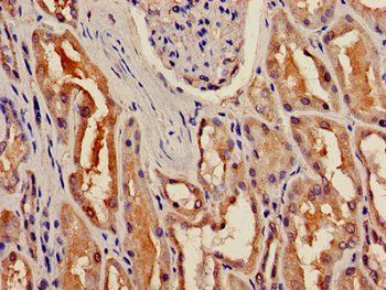 BBOX1 Antibody